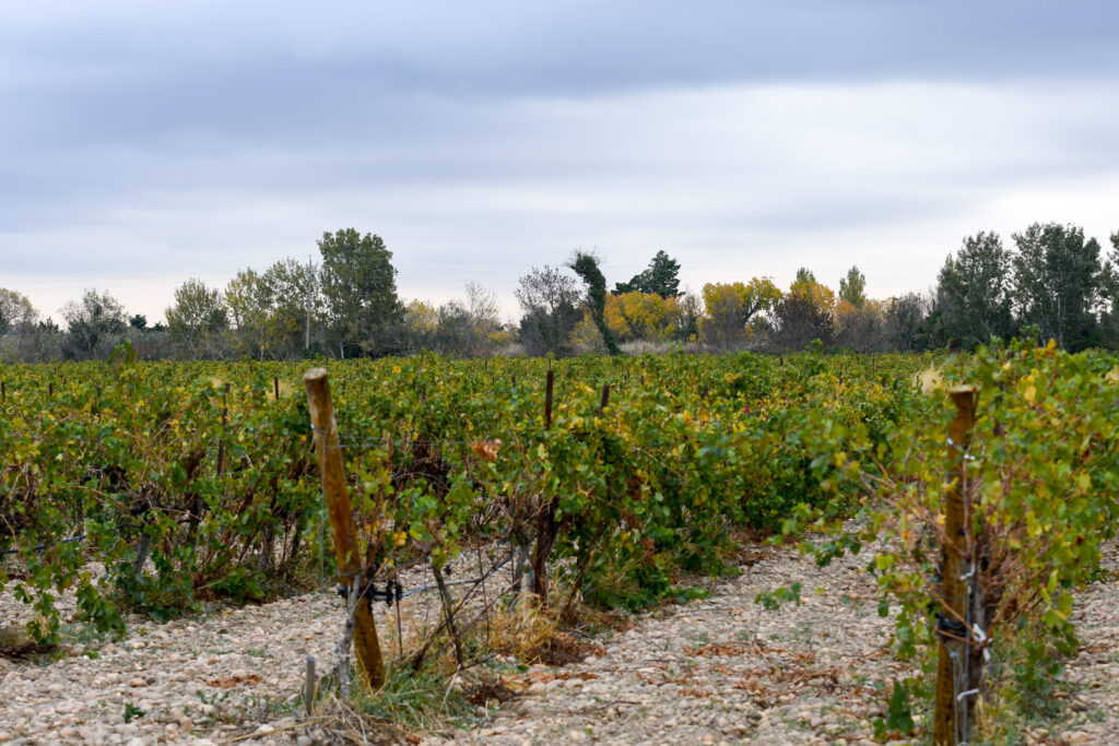 vignes domaine de la tour